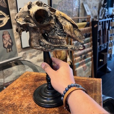 Crâne de mouton médicalisé sur socle - Ovis aries