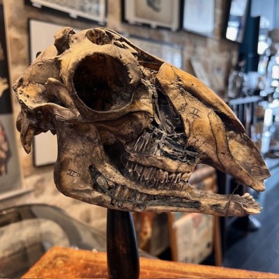 Crâne de mouton médicalisé sur socle - Ovis aries