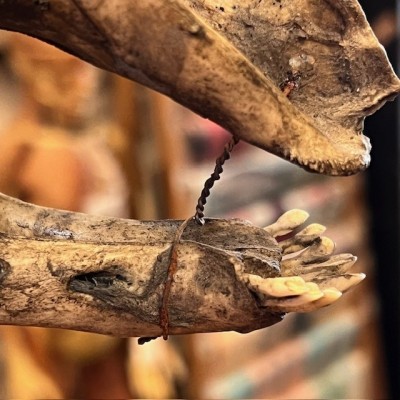 Medicalized sheep skull on a base - Ovis aries