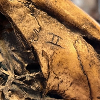 Crâne de mouton médicalisé sur socle - Ovis aries