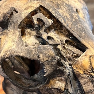 Crâne de mouton médicalisé sur socle - Ovis aries