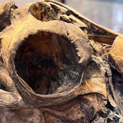 Crâne de mouton médicalisé sur socle - Ovis aries