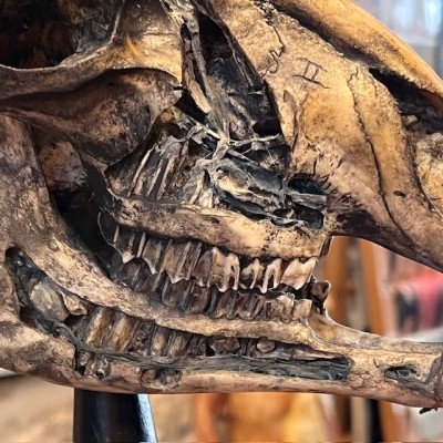 Crâne de mouton médicalisé sur socle - Ovis aries