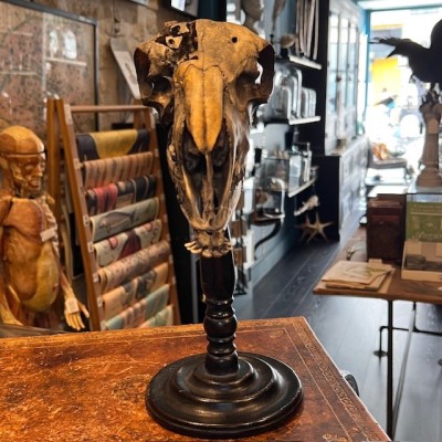 Crâne de mouton médicalisé sur socle - Ovis aries