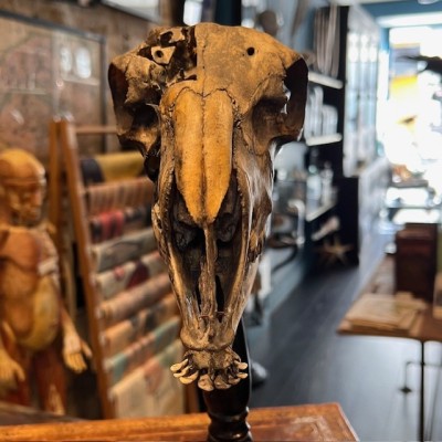 Medicalized sheep skull on a base - Ovis aries