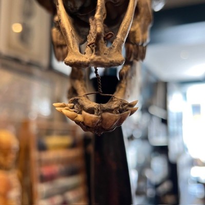 Crâne de mouton médicalisé sur socle - Ovis aries