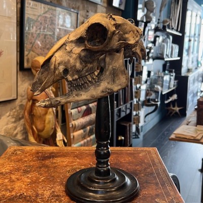 Crâne de mouton médicalisé sur socle - Ovis aries