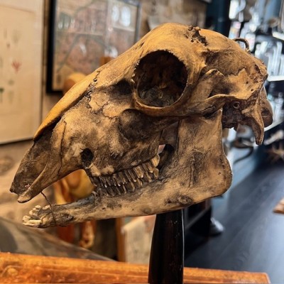Crâne de mouton médicalisé sur socle - Ovis aries
