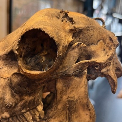 Medicalized sheep skull on a base - Ovis aries