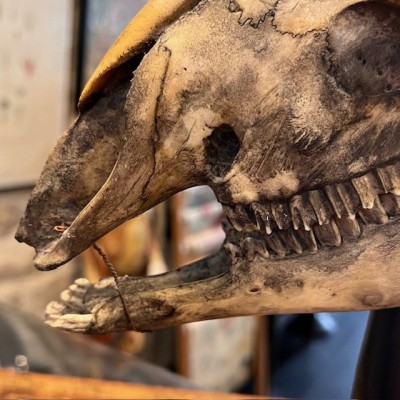 Crâne de mouton médicalisé sur socle - Ovis aries