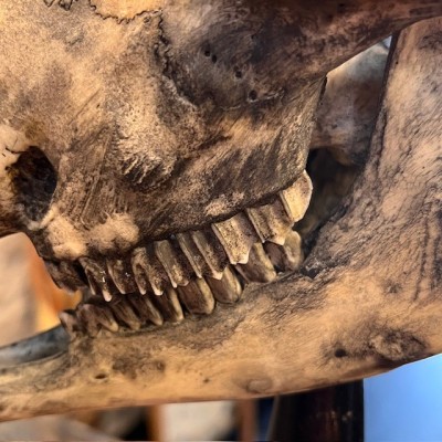 Crâne de mouton médicalisé sur socle - Ovis aries