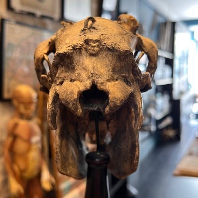 Medicalized sheep skull on a base - Ovis aries