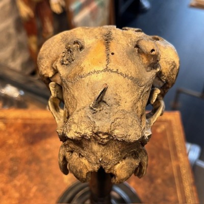 Crâne de mouton médicalisé sur socle - Ovis aries