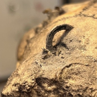 Crâne de mouton médicalisé sur socle - Ovis aries