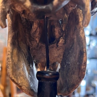 Crâne de mouton médicalisé sur socle - Ovis aries