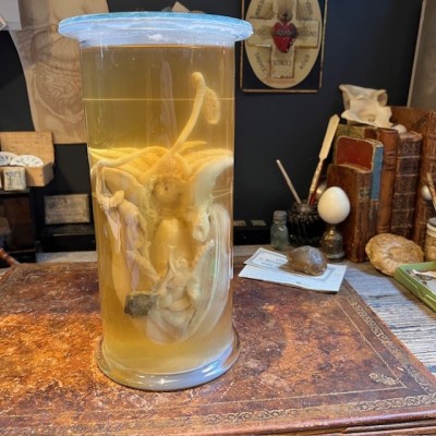 Dissection de Seiche Commune en Bocal Muséum - Sepia officinalis - 1900 - Spécimen humide en fluide