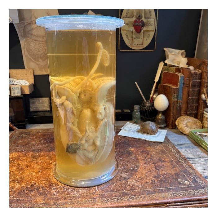 Common cuttlefish - Wet specimen in fluid - Sepia officinalis