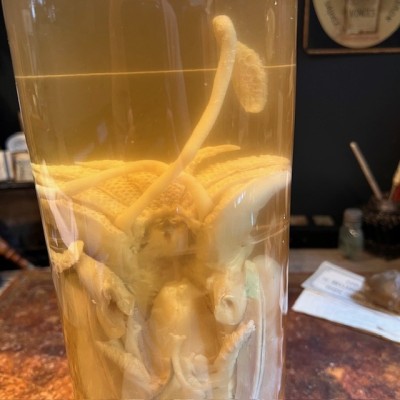 Common cuttlefish - Wet specimen in fluid - Sepia officinalis