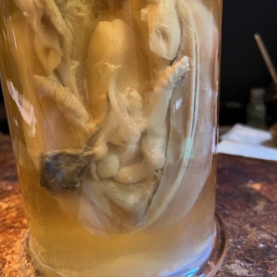 Common cuttlefish - Wet specimen in fluid - Sepia officinalis