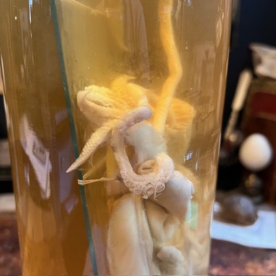 Common cuttlefish - Wet specimen in fluid - Sepia officinalis