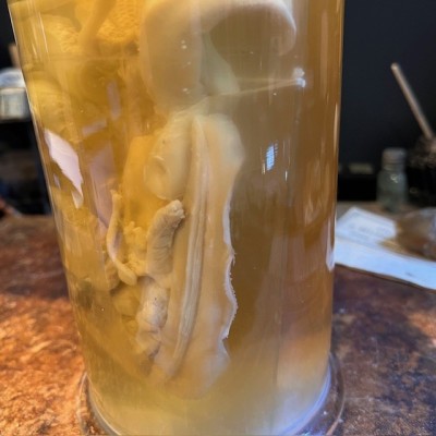 Common cuttlefish - Wet specimen in fluid - Sepia officinalis