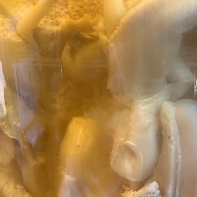 Common cuttlefish - Wet specimen in fluid - Sepia officinalis