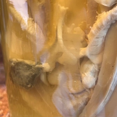 Common cuttlefish - Wet specimen in fluid - Sepia officinalis