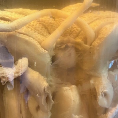 Common cuttlefish - Wet specimen in fluid - Sepia officinalis