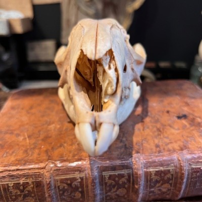 Red kangaroo Skull - Macropus rufus