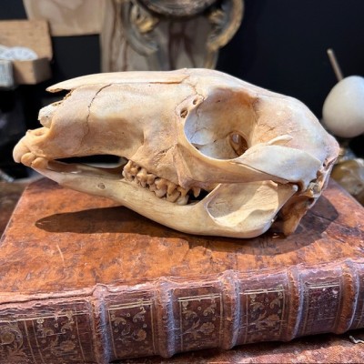 Red kangaroo Skull - Macropus rufus