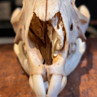 Red kangaroo Skull - Macropus rufus
