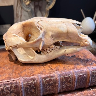 Red kangaroo Skull - Macropus rufus