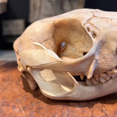 Red kangaroo Skull - Macropus rufus