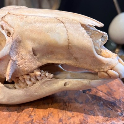 Red kangaroo Skull - Macropus rufus