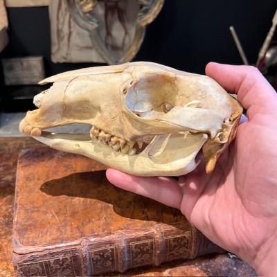 Red kangaroo Skull - Macropus rufus