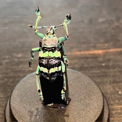 Eupholus mimikanus - Beetle under mini plastic globe