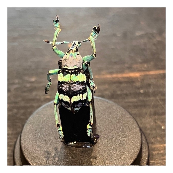 Eupholus mimikanus - Scarabée -Coléoptère sous mini globe plastique Eupholus mimikanus - Scarabée -Coléoptère sous mini globe plastique
