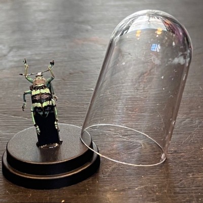 Eupholus mimikanus - Beetle under mini plastic globe