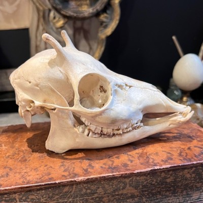 Crâne de Chevreuil d'Europe - Capreolus capreolus