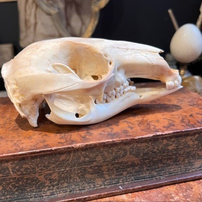 Red-necked wallaby - Bennett's wallaby Skull - Kangaroo