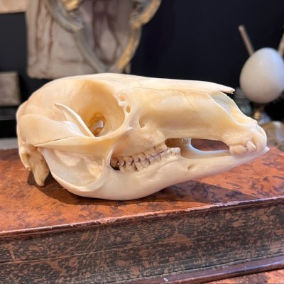 Red-necked wallaby - Bennett's wallaby Skull - Kangaroo