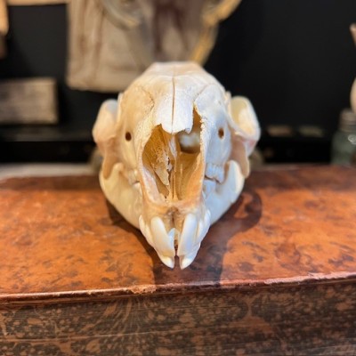 Red-necked wallaby - Bennett's wallaby Skull - Kangaroo