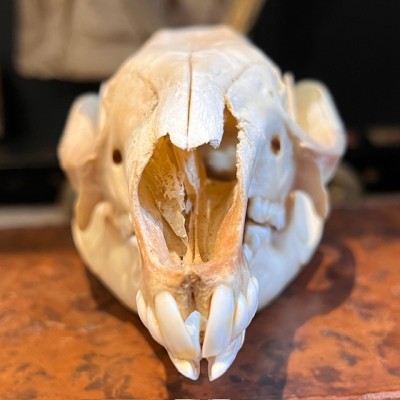 Red-necked wallaby - Bennett's wallaby Skull - Kangaroo