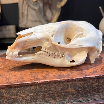 Red-necked wallaby - Bennett's wallaby Skull - Kangaroo