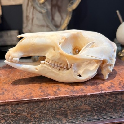 Red-necked wallaby - Bennett's wallaby Skull - Kangaroo