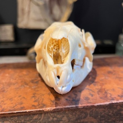 Red-necked wallaby - Bennett's wallaby Skull - Kangaroo