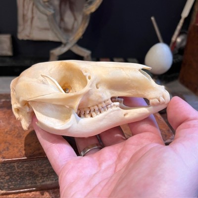 Red-necked wallaby - Bennett's wallaby Skull - Kangaroo