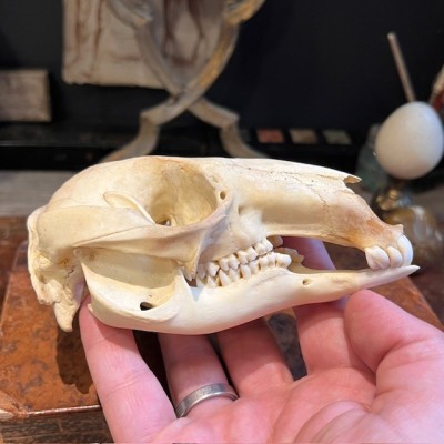 Red-necked wallaby - Bennett's wallaby Skull - Kangaroo