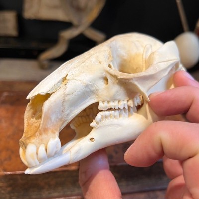 Red-necked wallaby - Bennett's wallaby Skull - Kangaroo