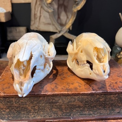 Red-necked wallaby - Bennett's wallaby Skull - Kangaroo